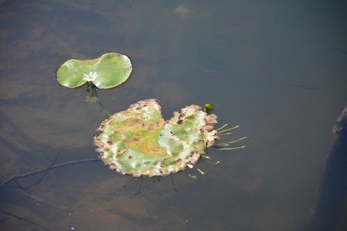 Lotus,bloating,@,Begnas,lake,pokhara