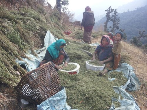 Locally,weed,making,at,rural,Baglung