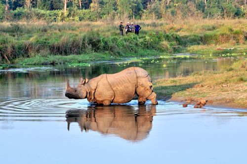 A,One-horned,rhino,crossing,river,at,Chitwan,National,Park.