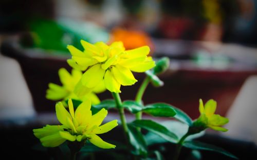 yellow,flower,vessel,gamala