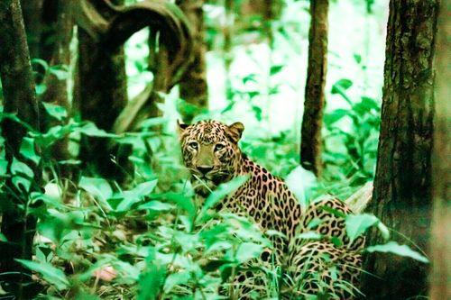 common,leopard,clicked,inside,parsa,national,park