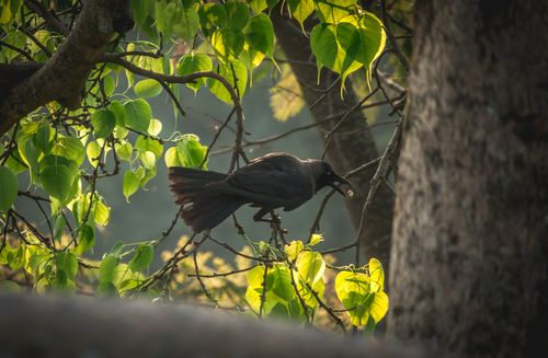 crow,eat,fruits,tree