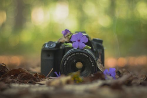 flowers,camera