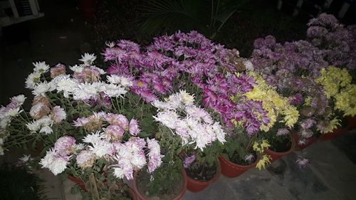 colorful,flowers,flowerpot