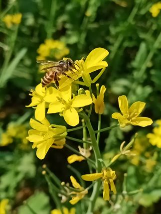 Chitwan, Bee, Flower, Pollination