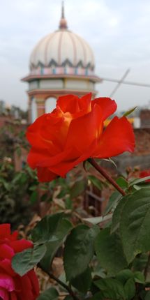 Rose, Flower, Temple