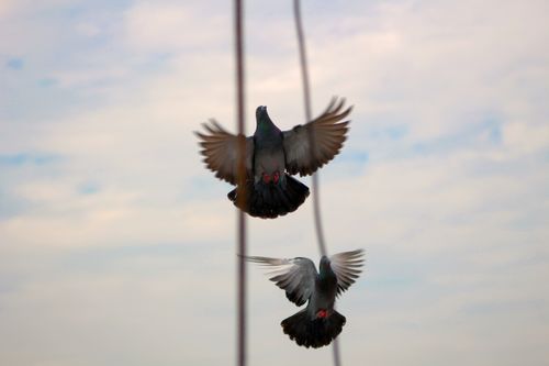 pigeon,flying,lens