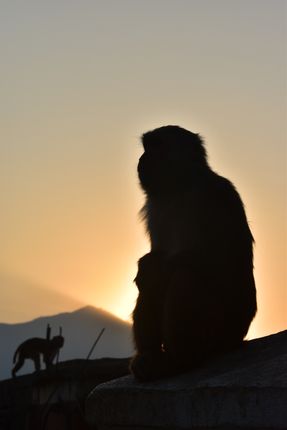 monkeys,shilloutee,captured,perfectly,poses,camera,swayambhunath,golden,hours