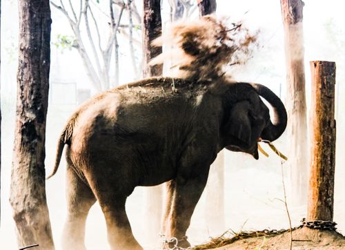 elephant,chitwan,national,park,showing,anger,pumping,mud,powder,trunk