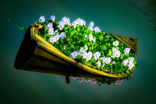 beautiful,boat,flower,pound