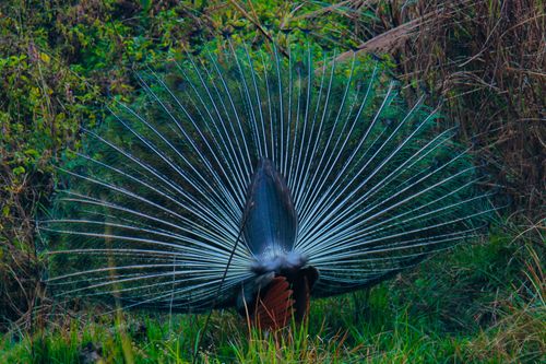 peacock,national,park,chitwan