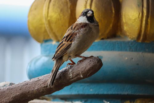 sparrow,morning,vibes