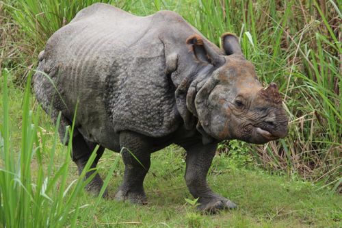 rhino,chitwan,nepal