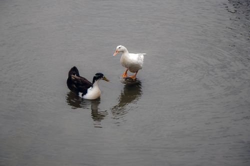 ducks,playing,water