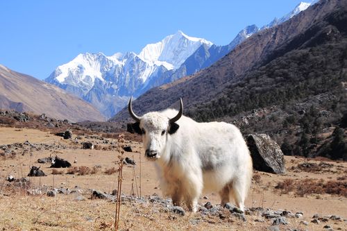 yak,langtang,valley,rasuwa,nepal