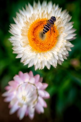 bee,flower,fine,spring,afternoon
