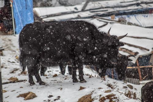 yak,roadside,kalinchowk,snowfall