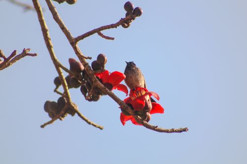 bird,resting,peacefully,branch