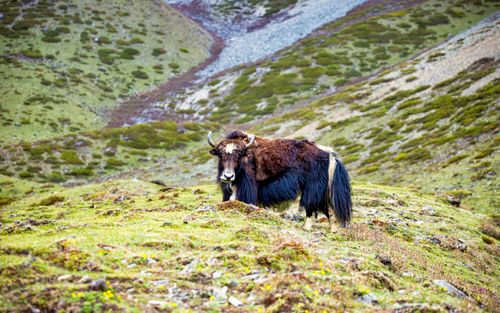 wildlife,animal,yak,mountain,gorkha,nepal