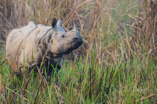 article,greater,one-horned,rhinoceros,great,indian,lesser,extinct,subspecies,javan