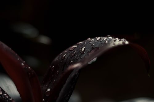 water,drops,leaf,black,background