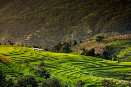 terrace,farming,nepal