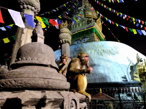 monkey,temple