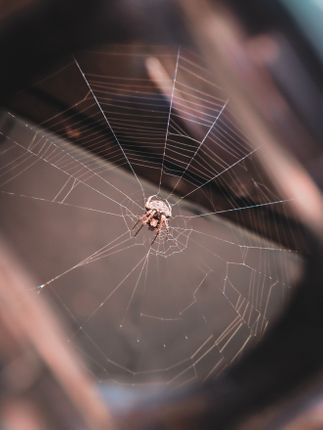 spider,making,web,shot,mobile,macro,lens
