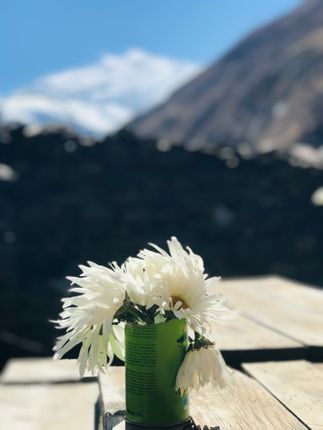 picture,beautiful,flower,blurry,mountain,background