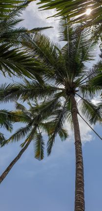coconut,trees,nusa,penida,island,southeast,indonesia's,bali