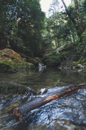 beautiful,stream,river,floating,wood