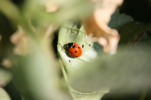 ladybug,hovering,green,leaf
