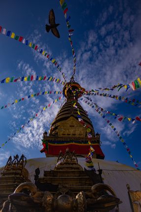 world,heritage,site,swayambhunath,captured,visit,luckily,bird,framed