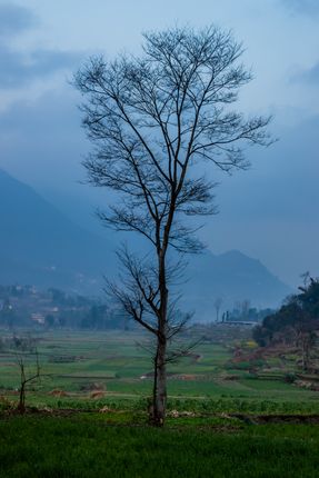 tree,middle,cultivable,land,nepal