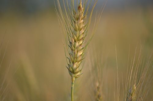wheat,/,paddy,field,nepal