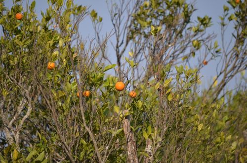 orange,trees,located,palpa,scenic,view,nepal