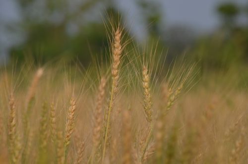 wheat,field,chitwan,nepal