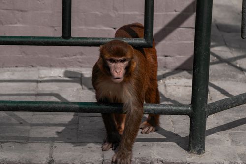 monkey,move,iron,barrier