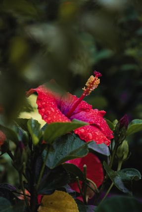 rosemallows,bushing,color,virtue,composed,shot,hibiscus,flower,rainy,day