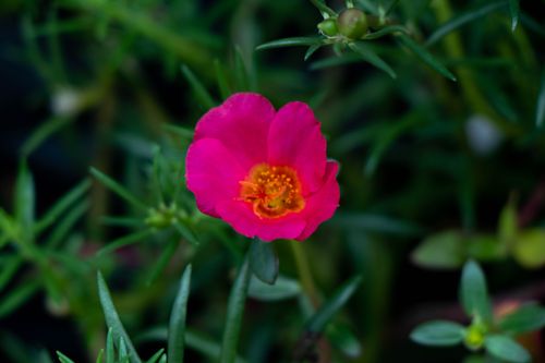 luminous,pink,flower