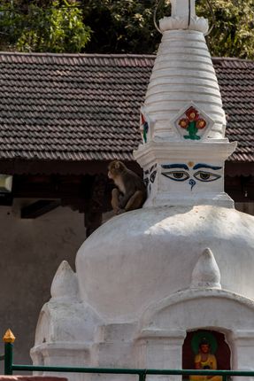 away-look,monkey,stupa,swayambhunath,kathmandu