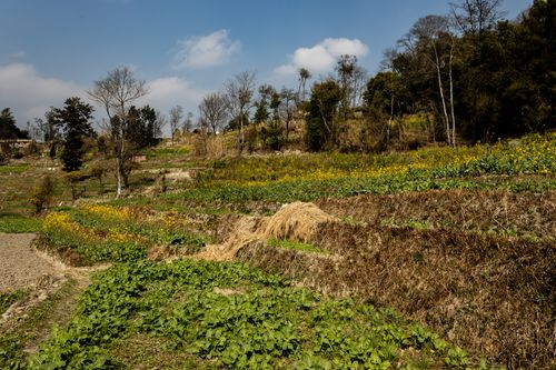 plantations,vegetables,collection,hay,village,nepal