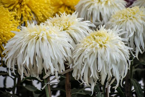 chrysanthemum,plant,daisy,family,brightly,coloured,ornamental,flowers,existing,cultivated,varieties