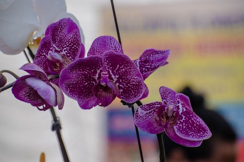 orchids,orchidaceae,found,world,nepal,boasts,unique,species,himalayan,ranges,nepal's,moist,atmosphere,cloudy,forests,paradise,year,discovered
