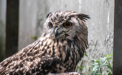 owls,birds,order,strigiformes,includes,species,solitary,nocturnal,prey,typified,upright,stance,large,broad,head,binocular,vision,binaural,hearing,sharp,talons,feathers,adapted,silent,flight