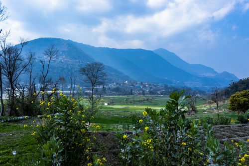 agricultered,land,village,nepal,mustard,oil,plant