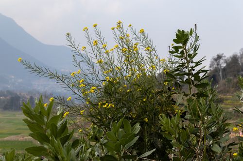 mustard,oil,plant,village,nepal