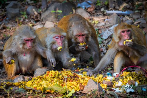 monkeys,eating,home,made,foods