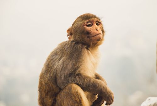 brown,monkey,sitting,enjoying
