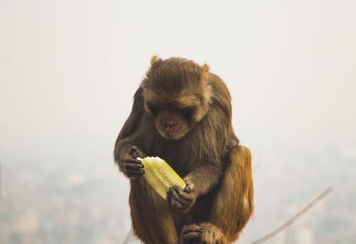 monkey,sitting,eating,cucumber